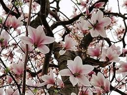 Attēlu rezultāti vaicājumam “Magnolia x soulangeana”