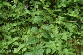 Attēlu rezultāti vaicājumam “Vincetoxicum hirundinaria leaf”