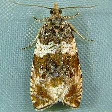 Attēlu rezultāti vaicājumam “Orthotaenia undulana”