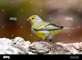 Image result for Carduelis citrinella