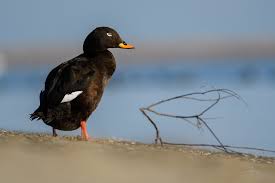 Attēlu rezultāti vaicājumam “Melanitta fusca”