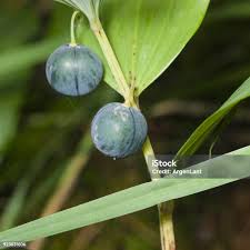 Attēlu rezultāti vaicājumam “Polygonatum odoratum fruit”