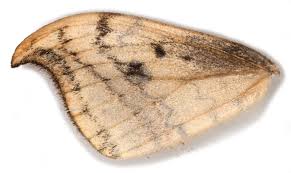 Attēlu rezultāti vaicājumam “Drepana falcataria”