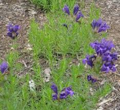 Attēlu rezultāti vaicājumam “Dracocephalum ruyschiana leaf”