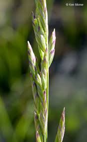 Attēlu rezultāti vaicājumam “Poa remota bud”