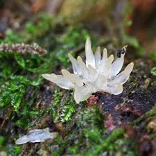 Attēlu rezultāti vaicājumam “Calocera pallidospathulata”