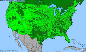 Attēlu rezultāti vaicājumam “Typha latifolia leaf”