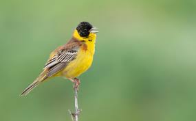 Image result for Emberiza melanocephala