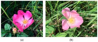 Attēlu rezultāti vaicājumam “Rosa subcanina”