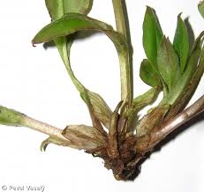 Attēlu rezultāti vaicājumam “Pulmonaria obscura leaf”