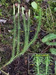 Attēlu rezultāti vaicājumam “Lycopodium annotinum”