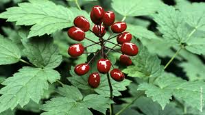 Image result for Christophskraut