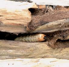 Attēlu rezultāti vaicājumam “Cerambycidae larva”
