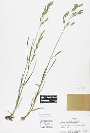 Attēlu rezultāti vaicājumam “Bromus secalinus”