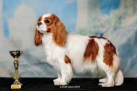 Image result for site:buyreklama.ru/*