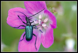 Attēlu rezultāti vaicājumam “Gaurotes virginea”