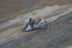 Attēlu rezultāti vaicājumam “Syngrapha interrogationis”