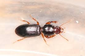 Attēlu rezultāti vaicājumam “Clivina fossor”