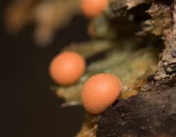 Attēlu rezultāti vaicājumam “Lycogala cf. oleocrystalliferum young”