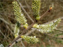 Attēlu rezultāti vaicājumam “Salix cinerea male flower”