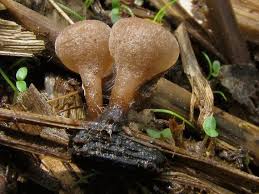 Attēlu rezultāti vaicājumam “Myriosclerotinia scirpicola”