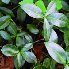 Attēlu rezultāti vaicājumam “Vinca minor leaf”