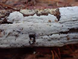 Attēlu rezultāti vaicājumam “Reticularia jurana macro”