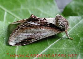 Attēlu rezultāti vaicājumam “Pheosia gnoma male”