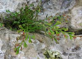 Attēlu rezultāti vaicājumam “Milesina murariae”