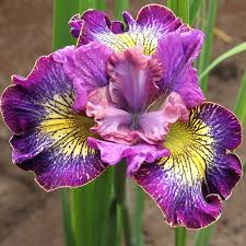 Attēlu rezultāti vaicājumam “Iris sibirica flower”