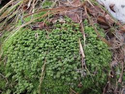 Attēlu rezultāti vaicājumam “Plagiochila porelloides sporophyte”