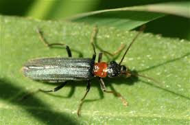 Attēlu rezultāti vaicājumam “Oedemera croceicollis”
