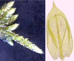 Attēlu rezultāti vaicājumam “Rhynchostegiella tenella macro”