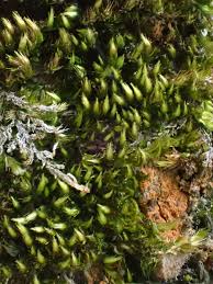 Attēlu rezultāti vaicājumam “Pylaisia polyantha”