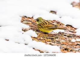 Image result for Emberiza spodocephala