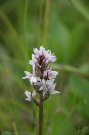 Attēlu rezultāti vaicājumam “Dactylorhiza traunsteineri”