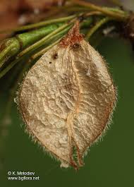 Attēlu rezultāti vaicājumam “Ulmus laevis fruit”