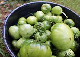 Afbeeldingsresultaat voor grubbs mystery green tomato