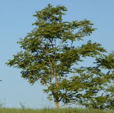 Attēlu rezultāti vaicājumam “Gymnocladus dioicus”