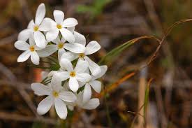 Attēlu rezultāti vaicājumam “Harpanthus flotovianus”