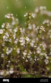 Image result for Euphrasia stricta