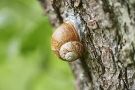 Attēlu rezultāti vaicājumam “Helix pomatia”