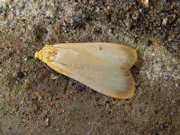 Attēlu rezultāti vaicājumam “Eilema depressa”