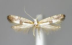 Attēlu rezultāti vaicājumam “Argyresthia spinosella”