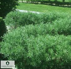 Attēlu rezultāti vaicājumam “Salix purpurea”