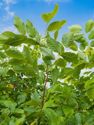 Attēlu rezultāti vaicājumam “Cladrastis kentukea leaf”