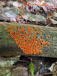 Attēlu rezultāti vaicājumam “Metatrichia floriformis stalked”