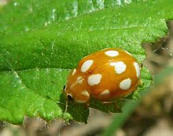 Attēlu rezultāti vaicājumam “Calvia decemguttata imago”