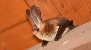 Attēlu rezultāti vaicājumam “Plecotus auritus”