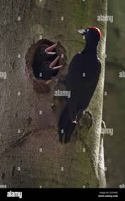 Attēlu rezultāti vaicājumam “Dryocopus martius adult”